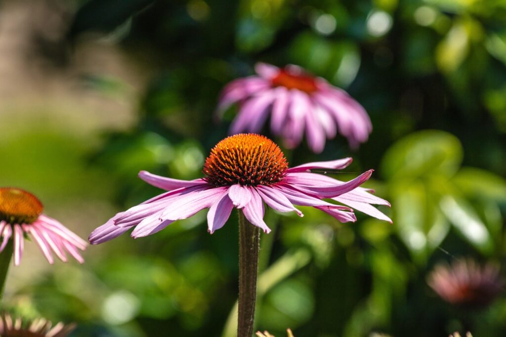 Floricultura em Limeira: 5 boas opções para surpreender com flores