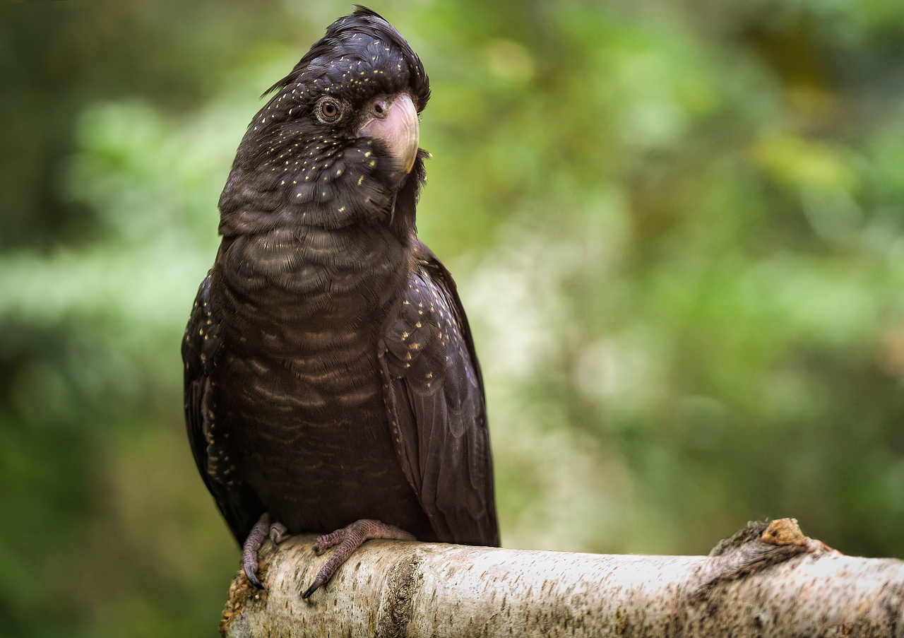 Ave que pode viver até 80 anos: Conheça a impressionante cacatua