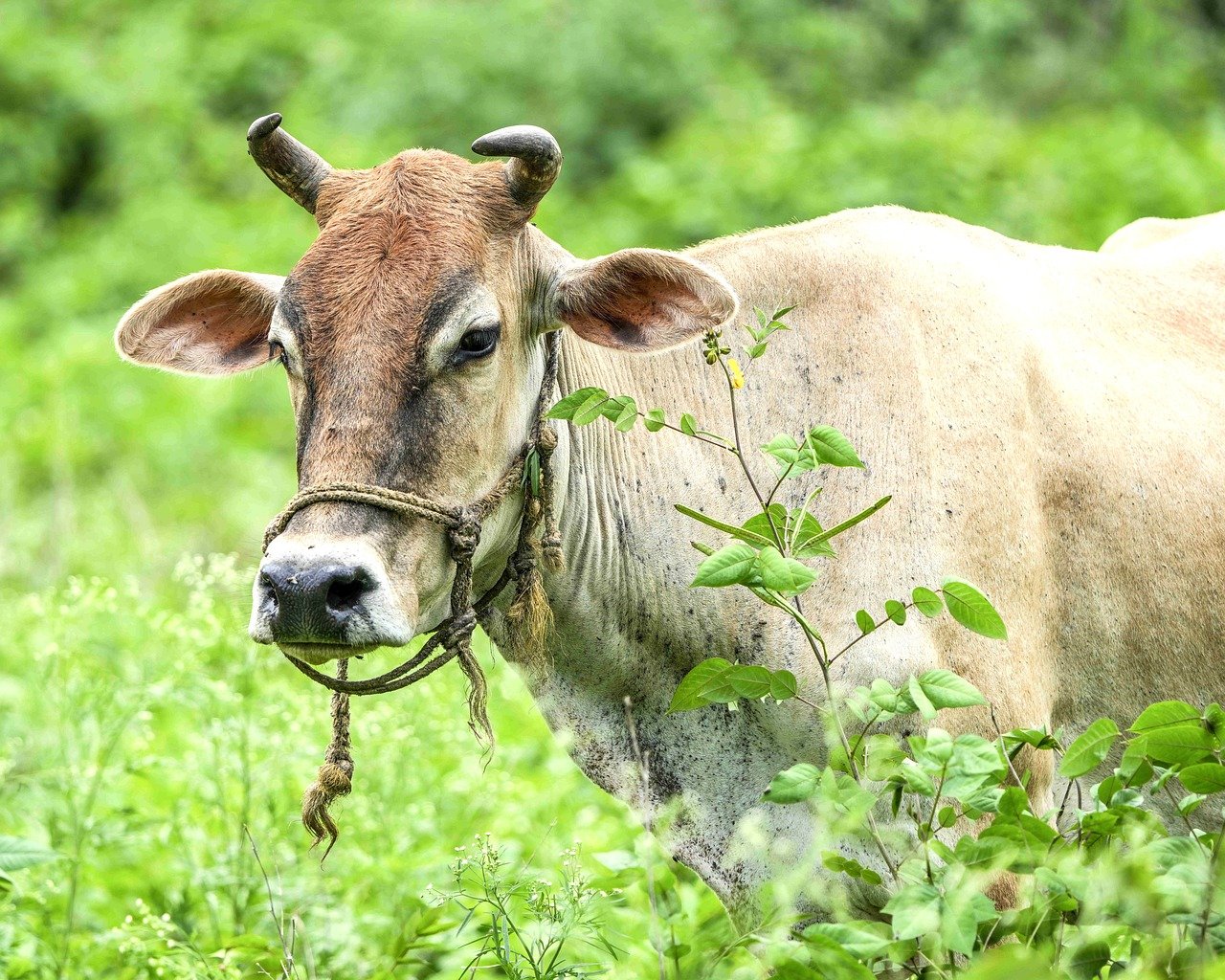Raça bovina originária da Índia: Conheça suas características únicas