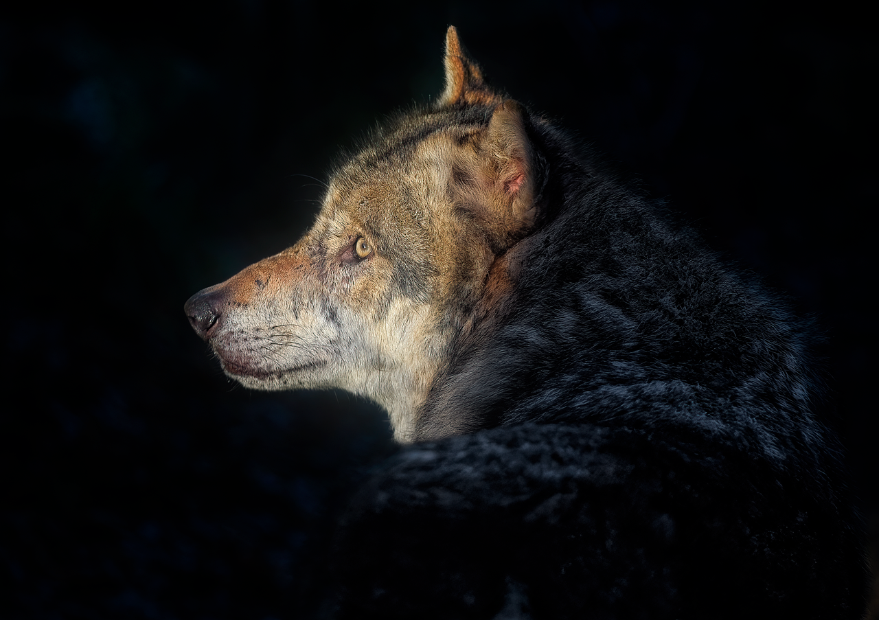 História de Van Pelt: Detalhes fascinantes do personagem de Jumanji